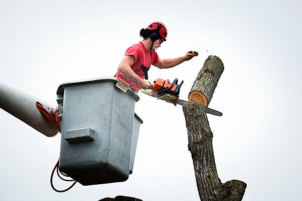 How Our Tree Care Process Works  in  Wilton, CA