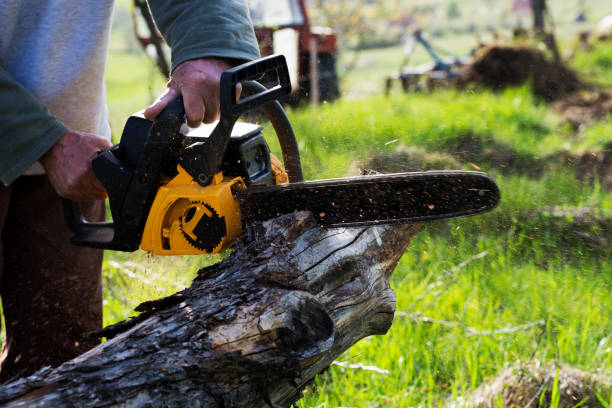 Wilton, CA Tree Services Company